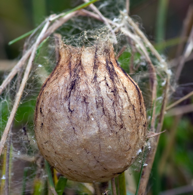 Wasp Spider egg sac Flickr Photo Sharing!