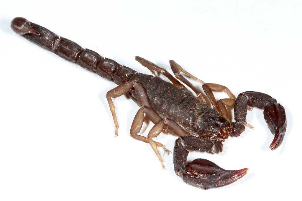 Pseudouroctonus reddelli (Texas Cave Scorpion) ? This is t… Flickr