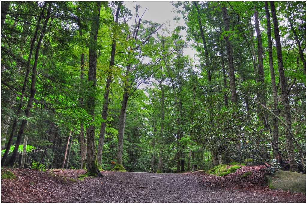 Cooks Forest HDR Nature / Landscape Nature shot of cooks f… Flickr