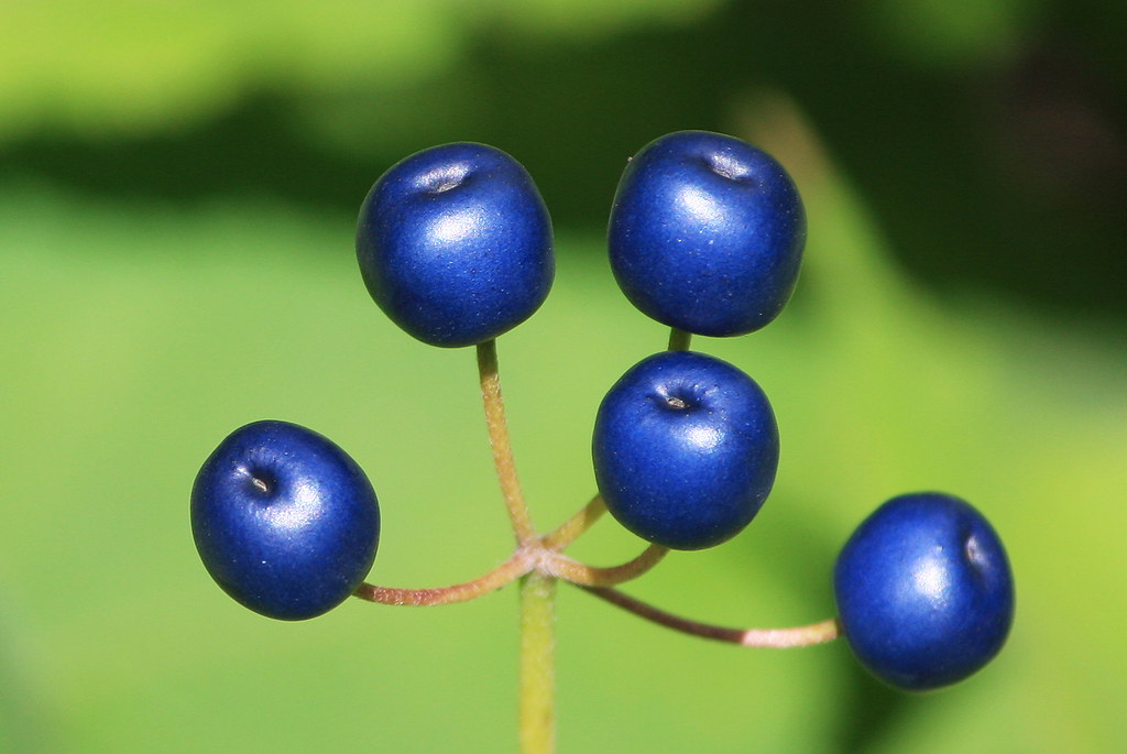 Snake Berries These poisonous snake berries are often foun… Flickr