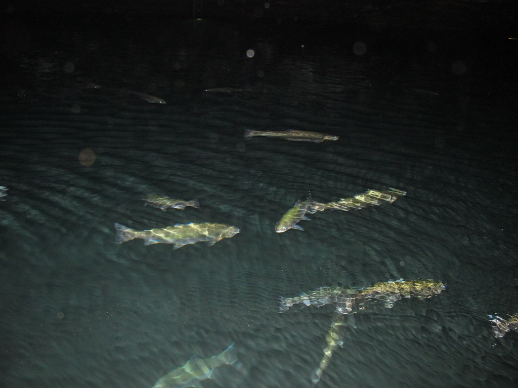 Rainbow Trout in the Lost Sea, TN Harry and Sue Flickr