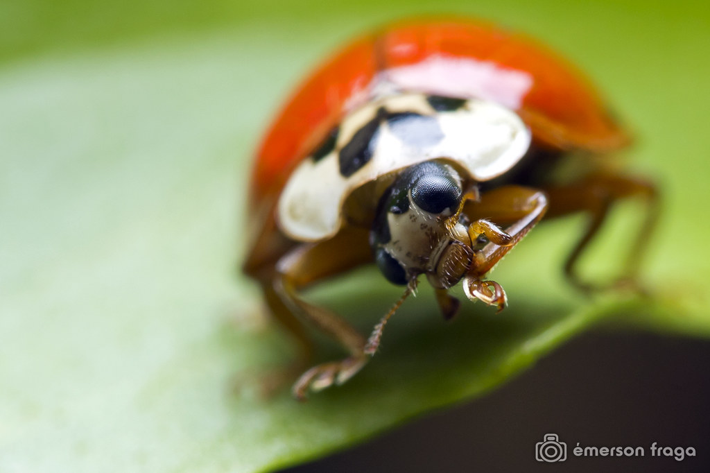 Male Ladybug Portrait Émerson Fraga Flickr