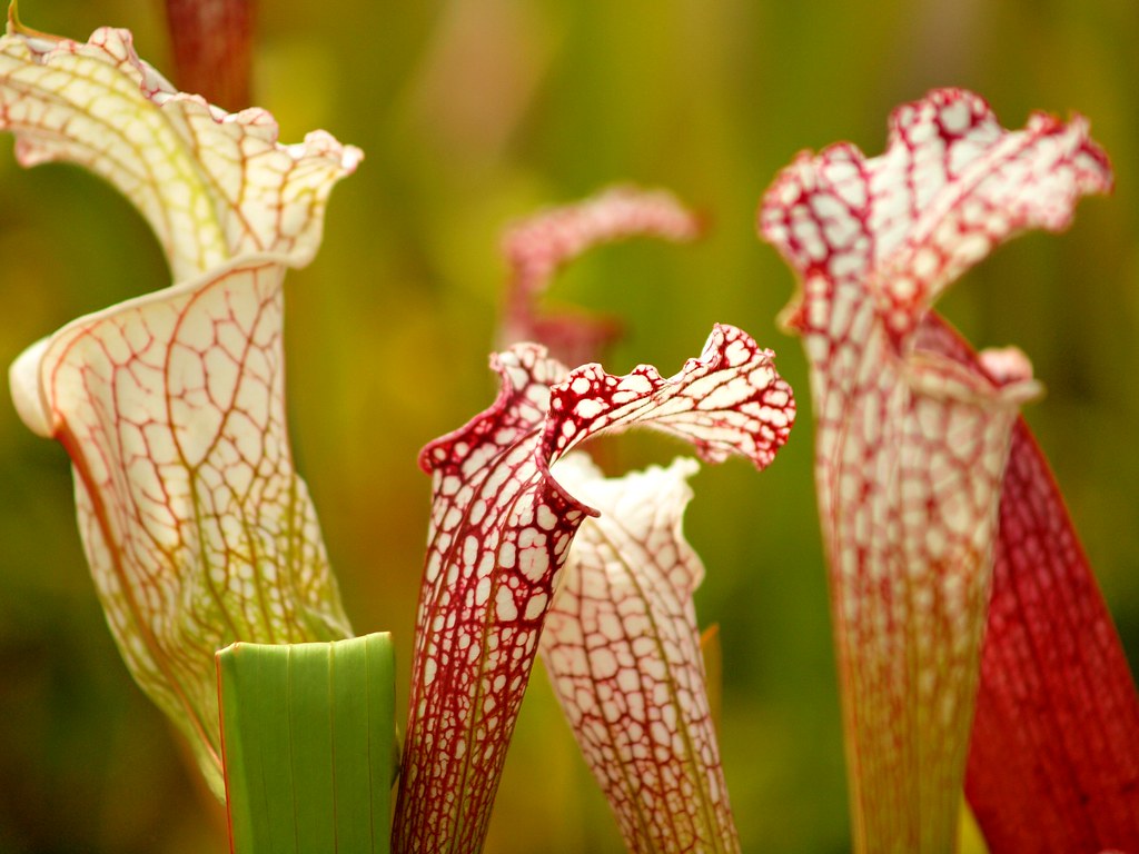 pitcher plants carnivorous plant in the botanic gardens gl… Flickr