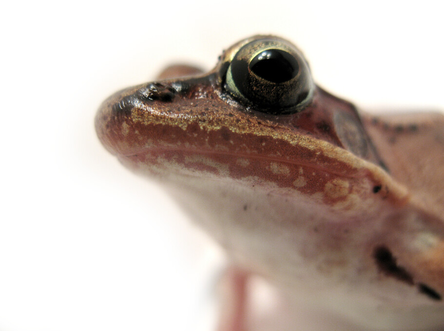 Wood Frog (Rana sylvatica) Allegany County, NY USA Near Ho… Flickr