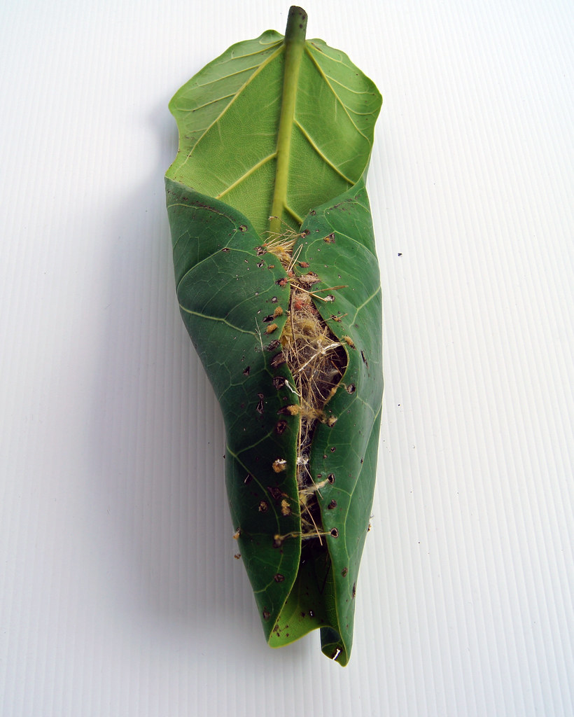 Tailor Bird's Nest Under a Leaf Amazing & ingenious I di… Flickr
