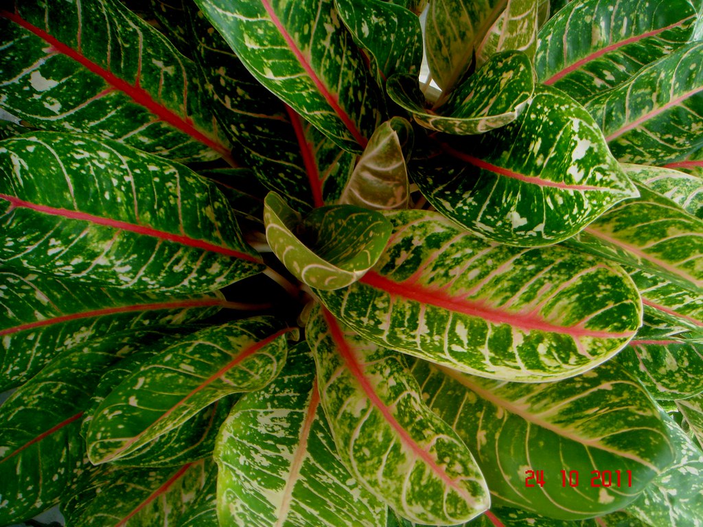 Aglaonema hybrid hort. "Dona Carmen" Kota Bharu, Kelanta… Flickr