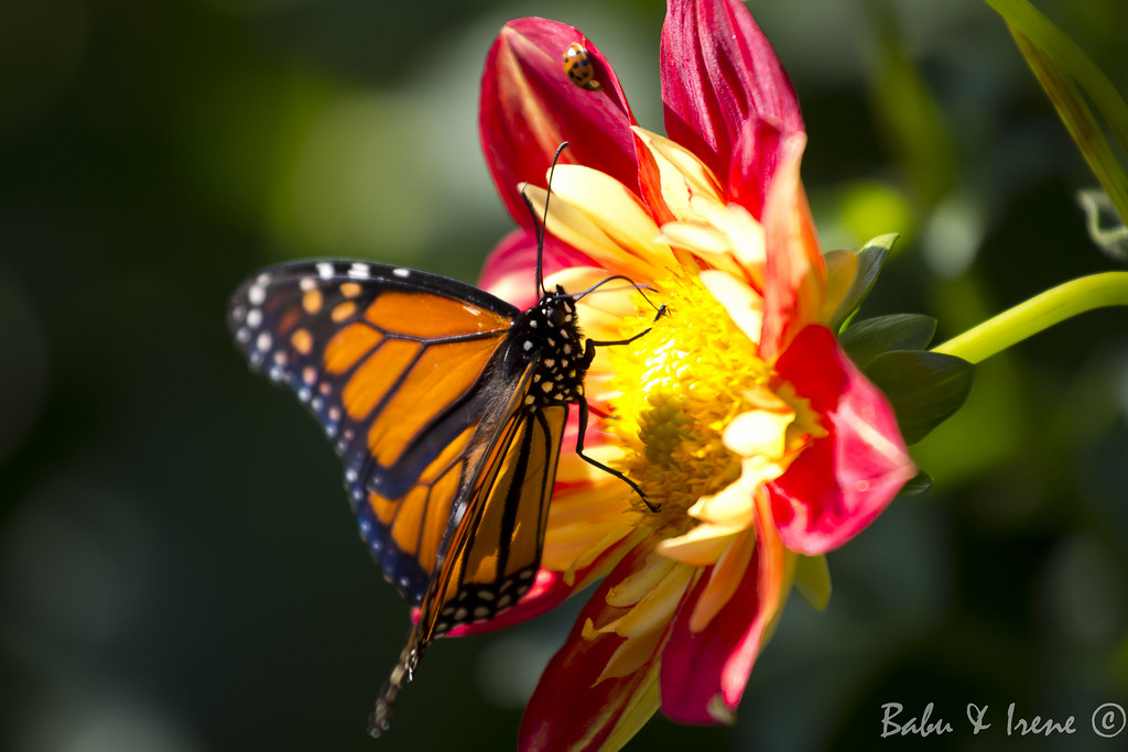 Butterfly and ladybug Babu Xavier Flickr