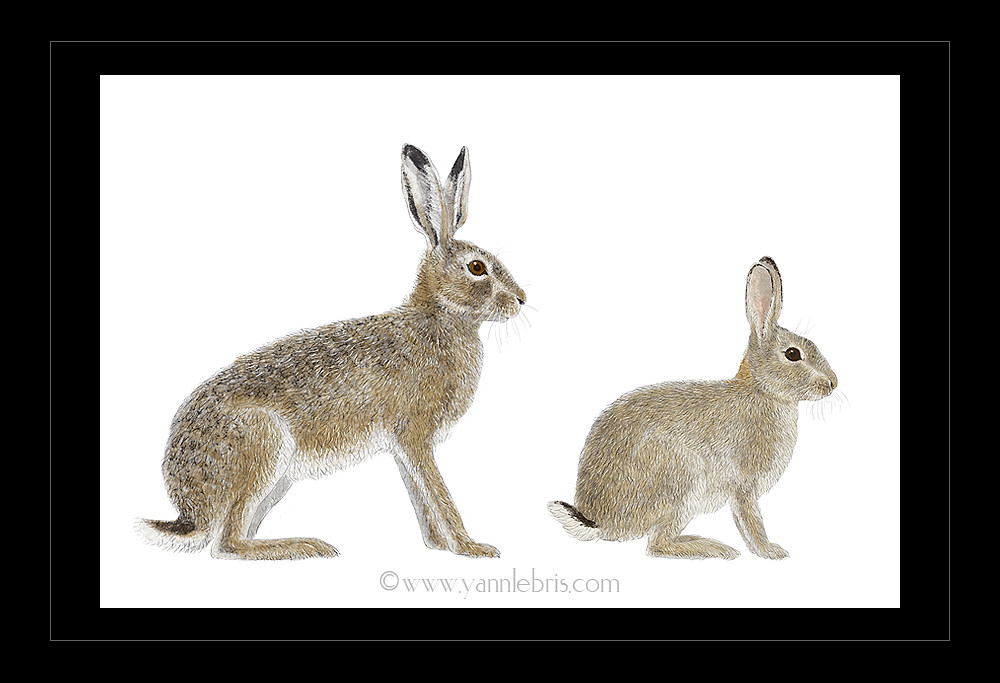 Lièvre d'Europe et Lapin de garenne Lièvre d'Europe