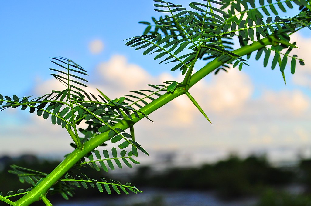 Aroma Tree Just finished driving Nenia to Mactan Kingdom H… Flickr