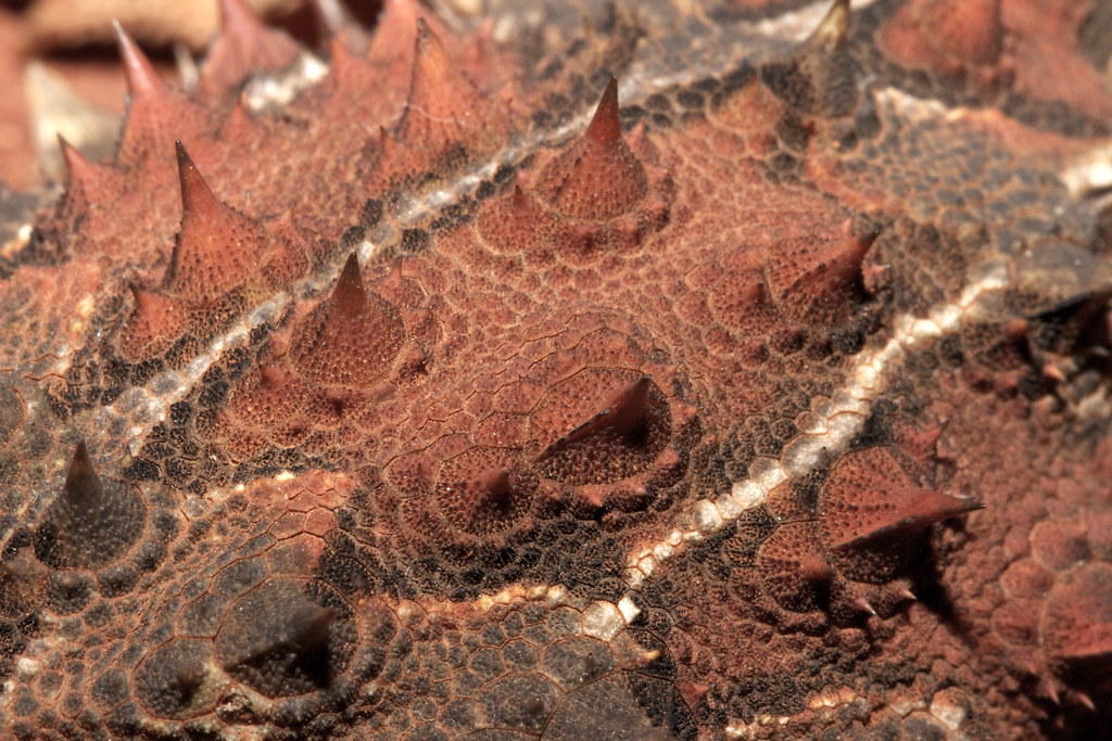 thorny devil spines macro shot of the spines on the back o… Flickr
