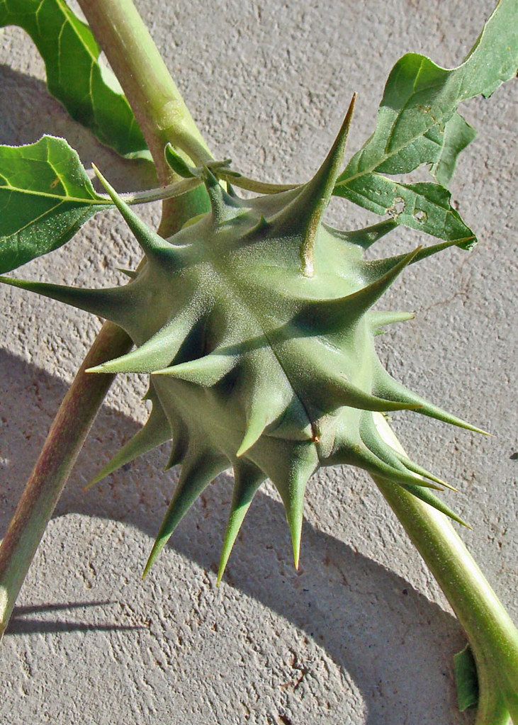 Spiked seedball This is a weed that grows on my property;… Flickr