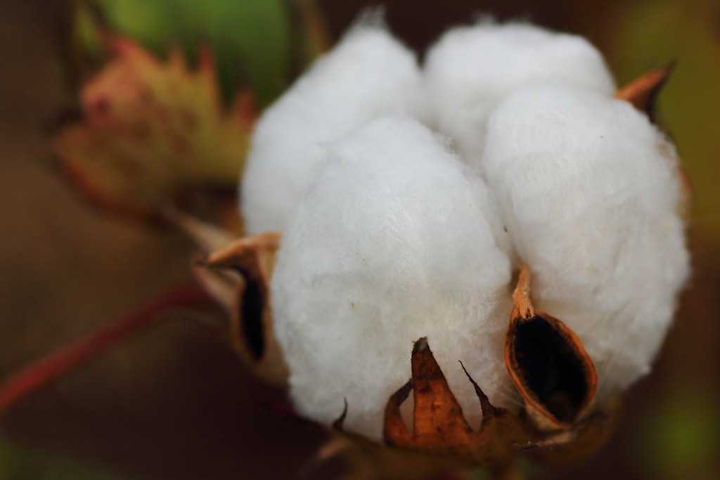 Cotton plant (Matsudo, Chiba, Japan) EOS 60D+TAMRON SP AF9… Flickr