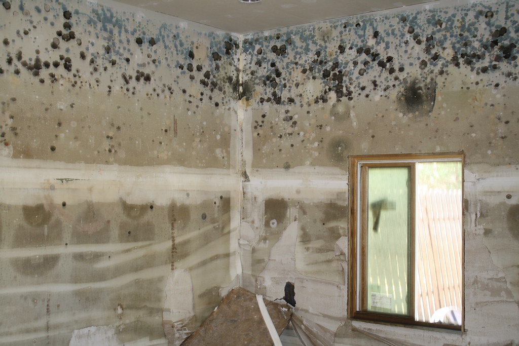 Moldy home Mold growth in a flooded home. Carl Pedersen, N