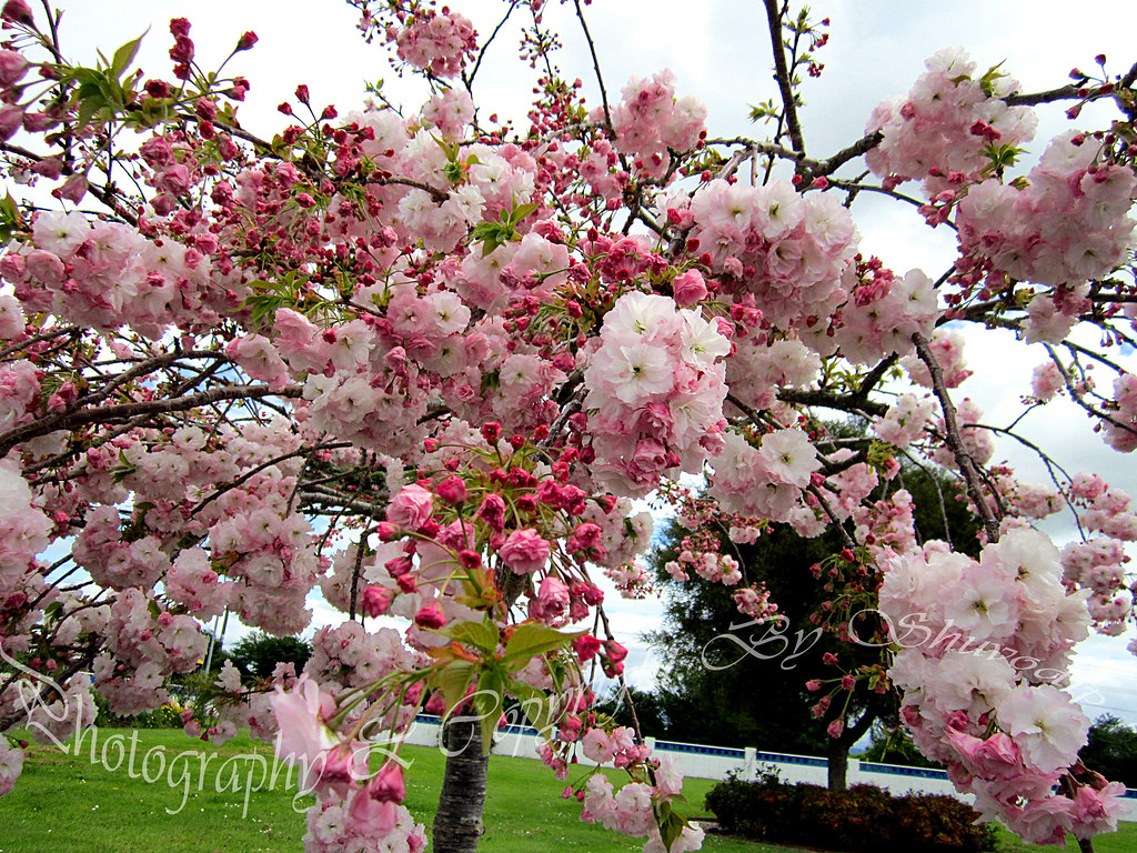 Gemma Lodewyckx Kwanzan Flowering Cherry Size 1.75in Pink Kwanzan