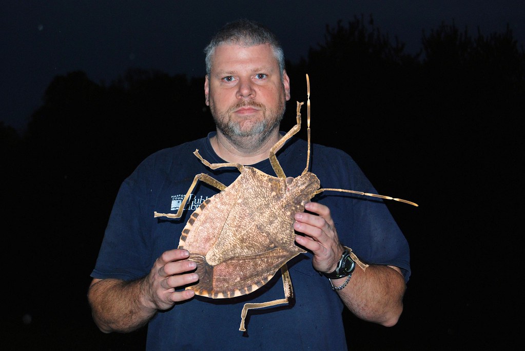 Giant stink bug Rophantom Flickr