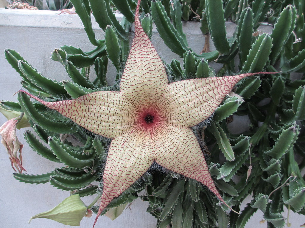 Star flower Carrion plant Stapelia gigantea Asclepia