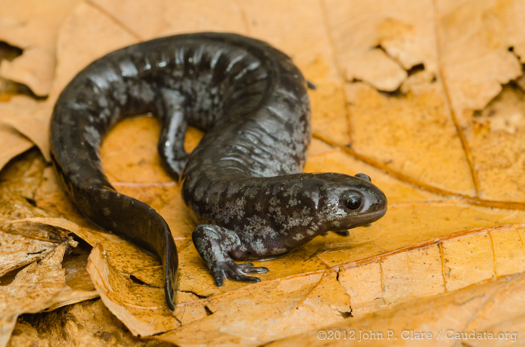 Ambystoma texanum Smallmouth Salamander Ohio, March 2nd … Seánín
