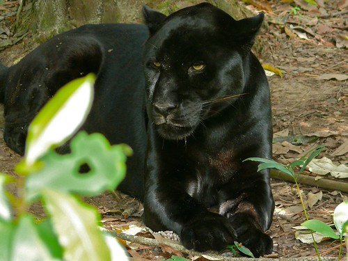 Black Jaguar (Panthera onca) | Belize Zoo, BELIZE | Bernard DUPONT | Flickr