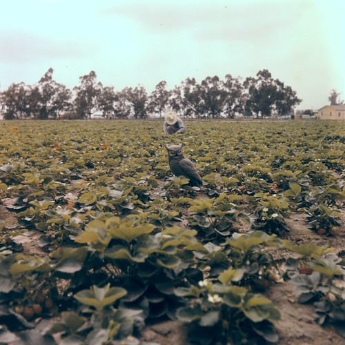 Picking strawberries, Orange County, 1950s Location of pho… Flickr