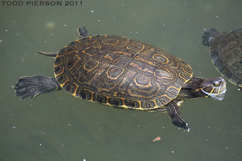 Trachemys scripta venusta