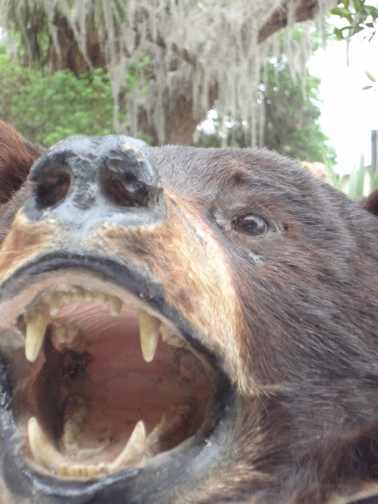 umatilla black bear festival 2023 Florida Black Bear Festival Umatilla Flickr