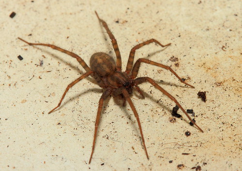 Cobweb spider or house spider Scientific name Tegenaria