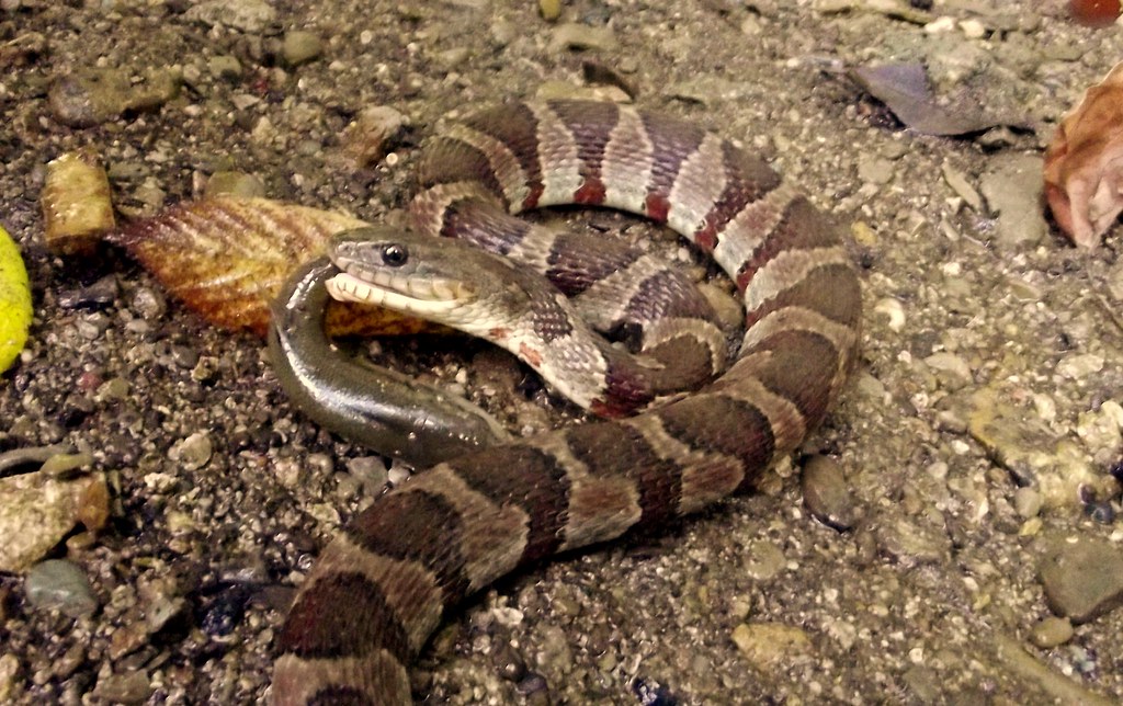 Nerodia sipedon pleuralis Alchetron, the free social encyclopedia