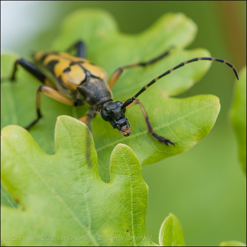 Oak Tree Beetle I was pleased to find this longhorn beetle… Flickr