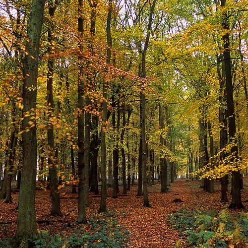 Ashridge Park, Hertfordshire, UK Autumn view through Bee… Flickr