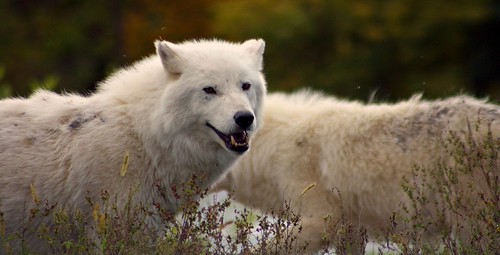 Arctic Wolf Scientific Name Canis lupus arctos