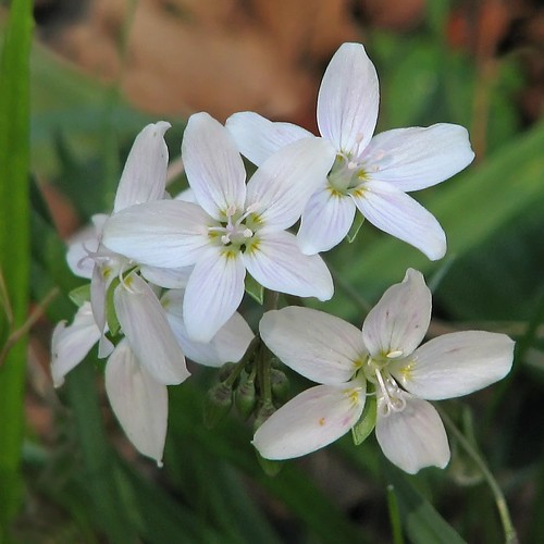 white wildflowers Spring Beauty I came across these pret… Flickr