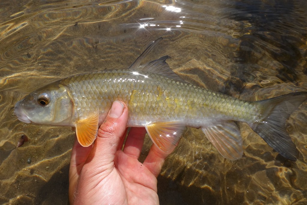 Ben Cantrell's fish species blog Creek fishing by Charleston, Illinois