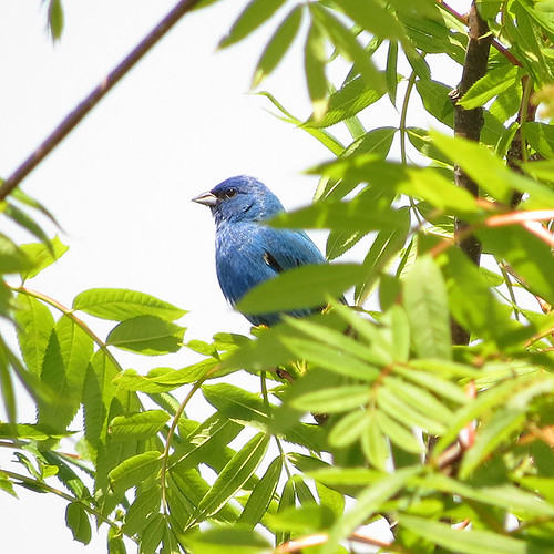 Indigo Bunting Passerina cyanea 8 Jun 13 Brevard, NC Don Faulkner