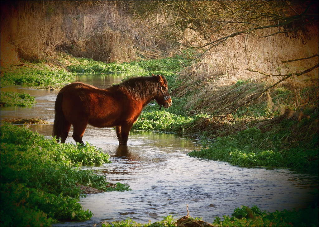 😎 Take a horse to water. You Can Take A Horse To Water Quote. 20190203