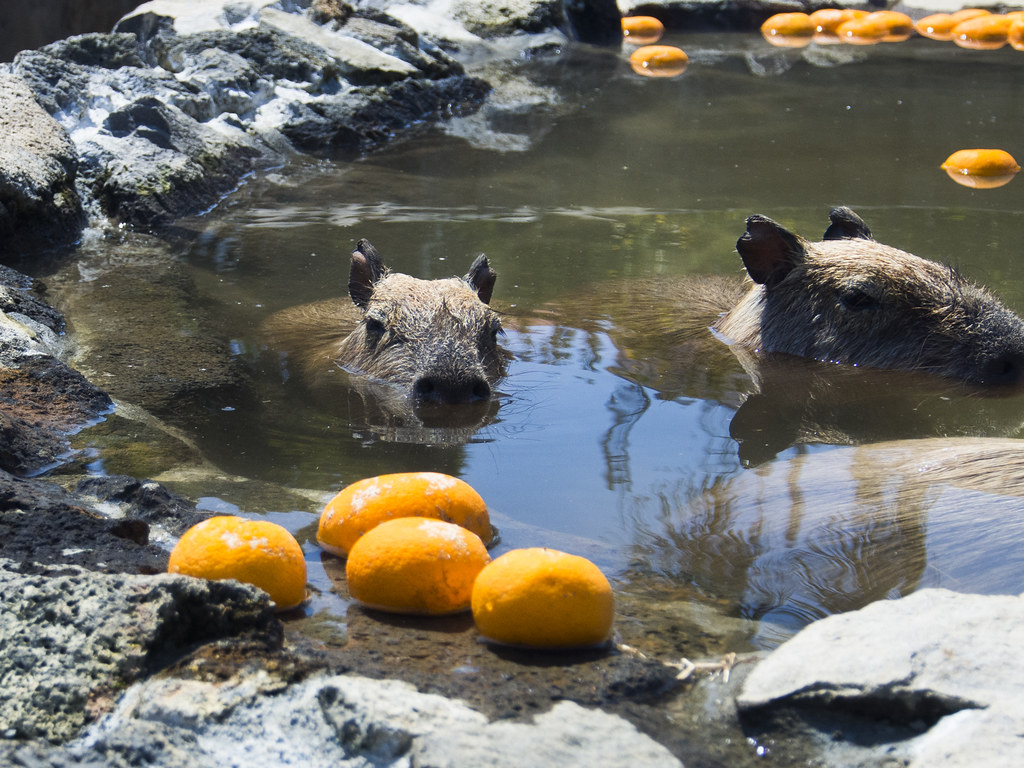 Capybara Hot Spring
