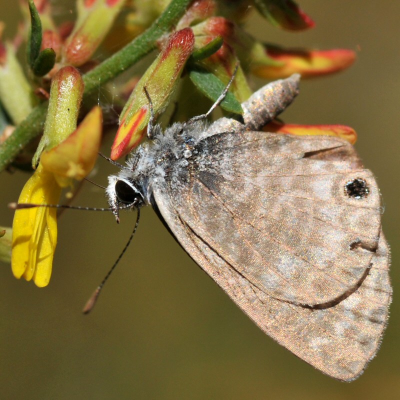 Marine Blue (Leptotes marina) butterfly working some of th… Flickr