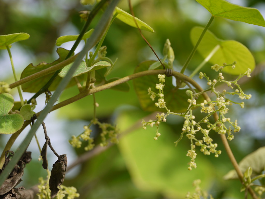 jyrmi salla (in Khasi) Menispermaceae (moonseed family) » … Flickr
