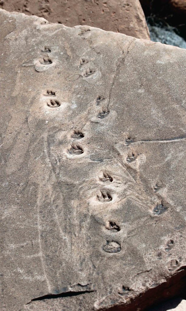 Fossil Lizard Tracks in the Coconino Sandstone Fossil Liza… Flickr