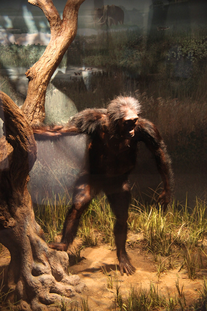 Lucy model australopithecus afarensis Smithsonian Museu… Flickr