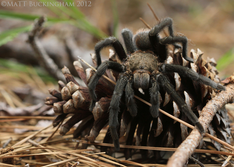 Texas Brown Tarantula (Aphonopelma hentzi). Montgomery Cou… Flickr