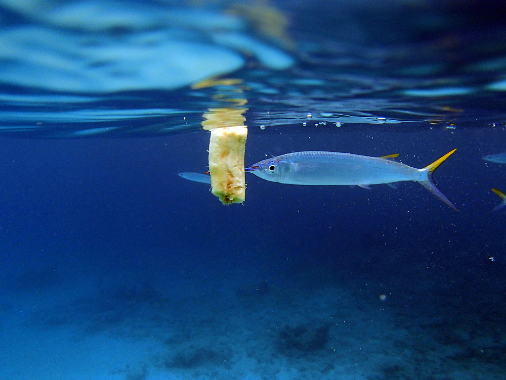 Needle Nose Fish Needle nose fish feeding on banana Jay Chen Flickr