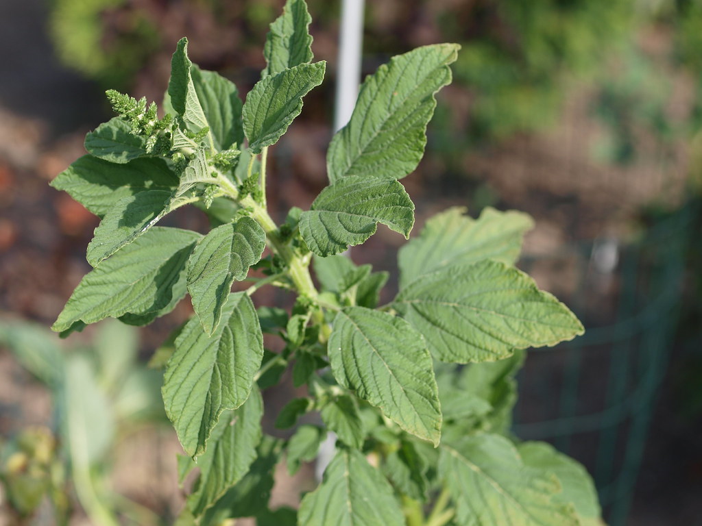 Common Pigweed Amaranthus Amaranth or