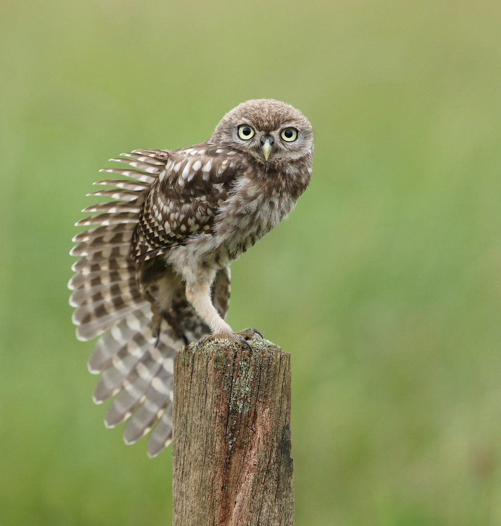 Juvenile Little Owl Young Little owl wing stretching. Neil Neville