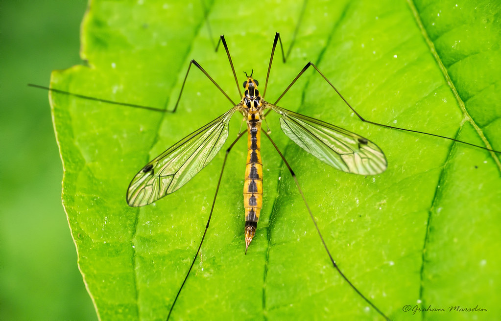 Tiger Crane Fly Commonly known as a Daddy Longlegs ) Graham'M