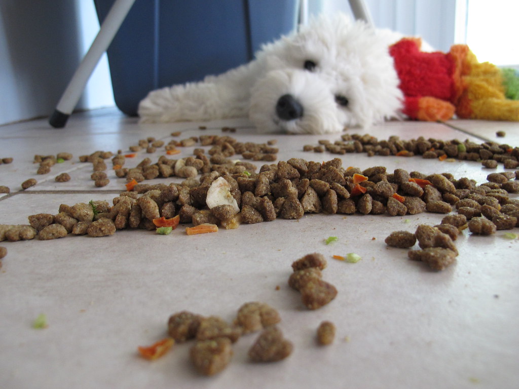Dog played with his food. not hungry, just bored. Flickr
