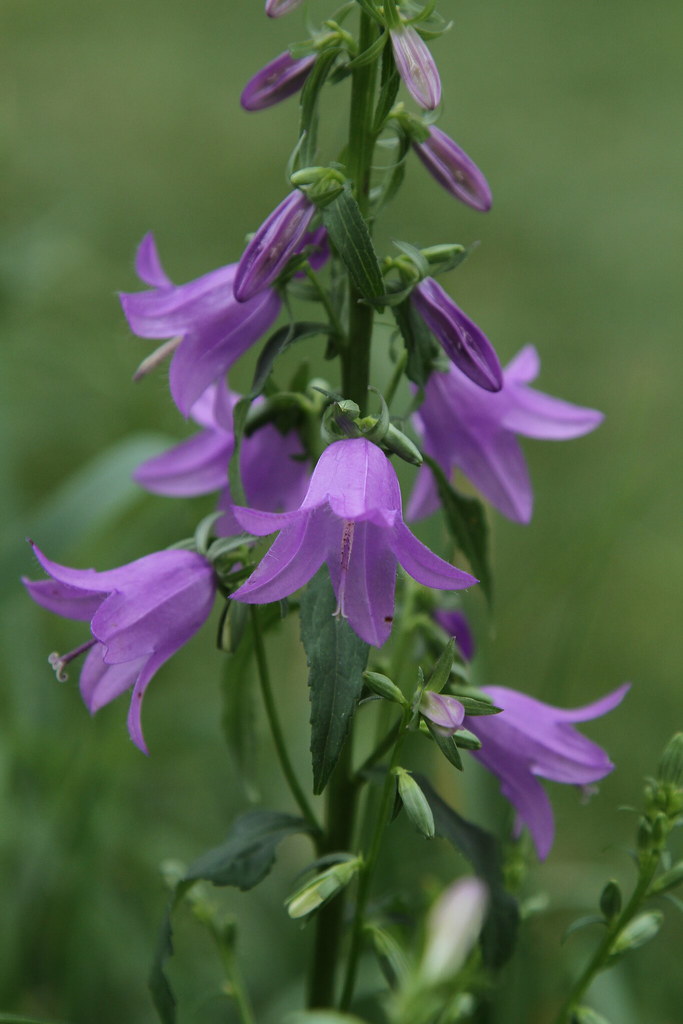 Purple Bell Flowers (Campanula sarastro) Jim, the Photographer Flickr