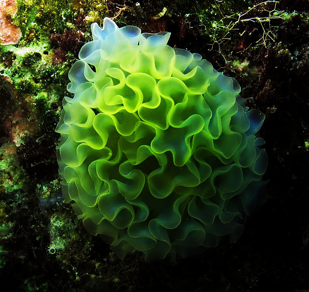 Lettuce Sea Slug (Elysia Crispata) Anton de Lange Flickr