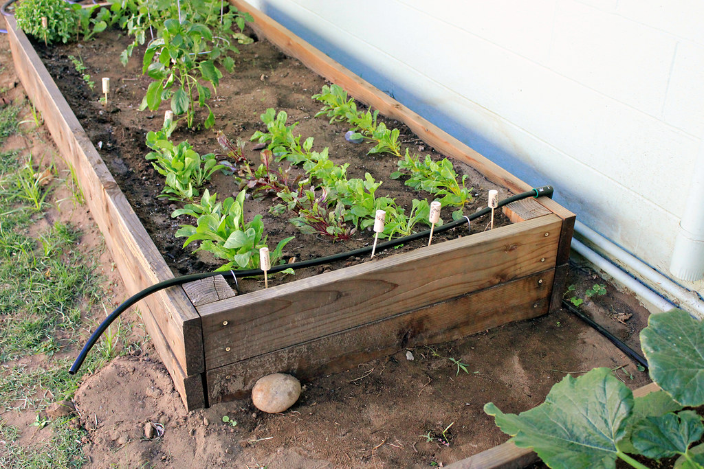 DIY Irrigation System Installing a drip system in my raise… Flickr