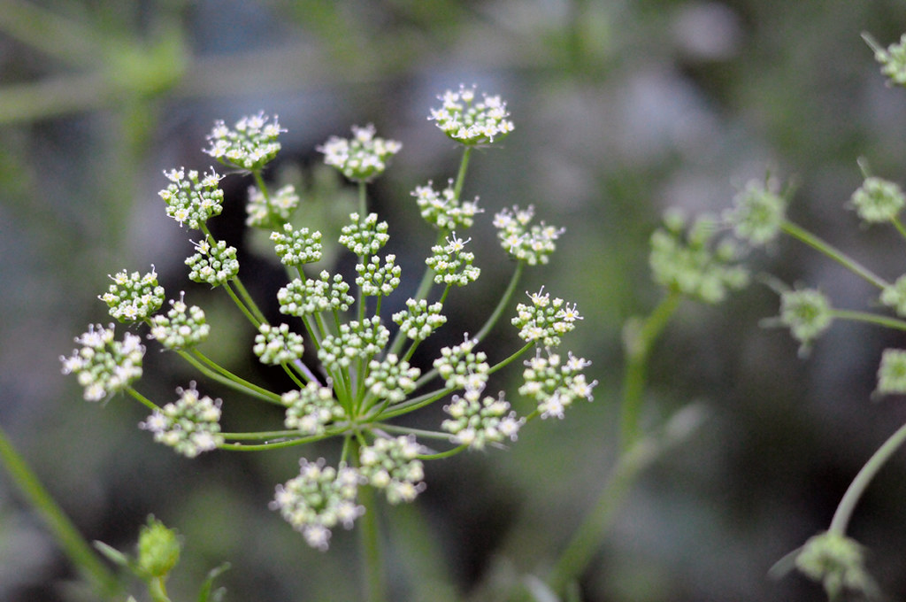 Parsley Flowers Photo by Miro Chun of FoldHere Blogged ww… Flickr