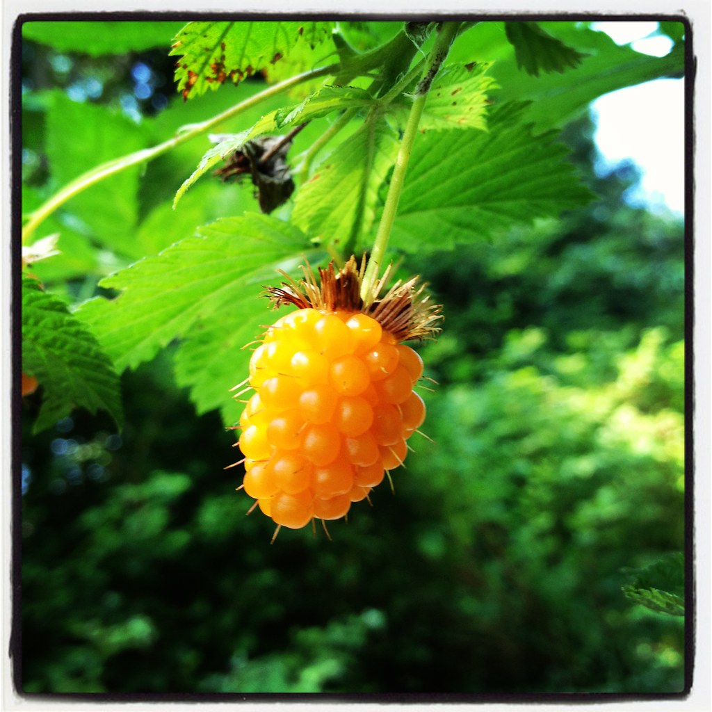 Salmon Berry Orange Wild Salmon Berry, Vancouver, Pacific … Flickr